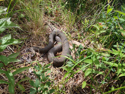 Image of Nerodia sipedon sipedon (Linnaeus 1758)