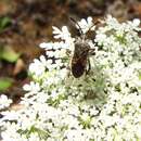 Image of Merocoris (Corynocoris) distinctus Dallas 1852