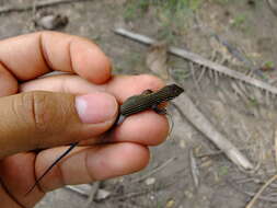 Image of Many-lined Whiptail