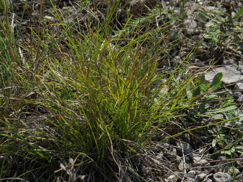 Imagem de Carex humilis Leyss.