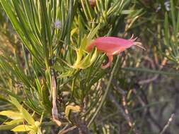 Image of Eremophila oldfieldii subsp. angustifolia (S. Moore) Chinnock