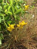 Image de Baptisia cinerea (Raf.) Fernald & B. G. Schub.