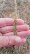 Image of Panicum laevinode Lindl.