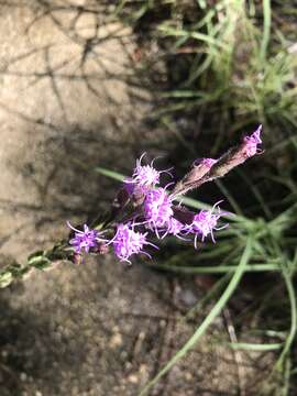 Image of Garber's Gayfeather