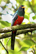 صورة Trogon melanurus macroura Gould 1838