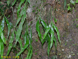 Image of Asplenium formosae Christ