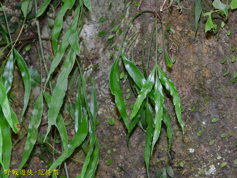 Image of Asplenium formosae Christ