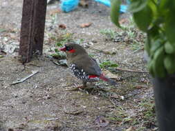 Image of Red-eared Firetail