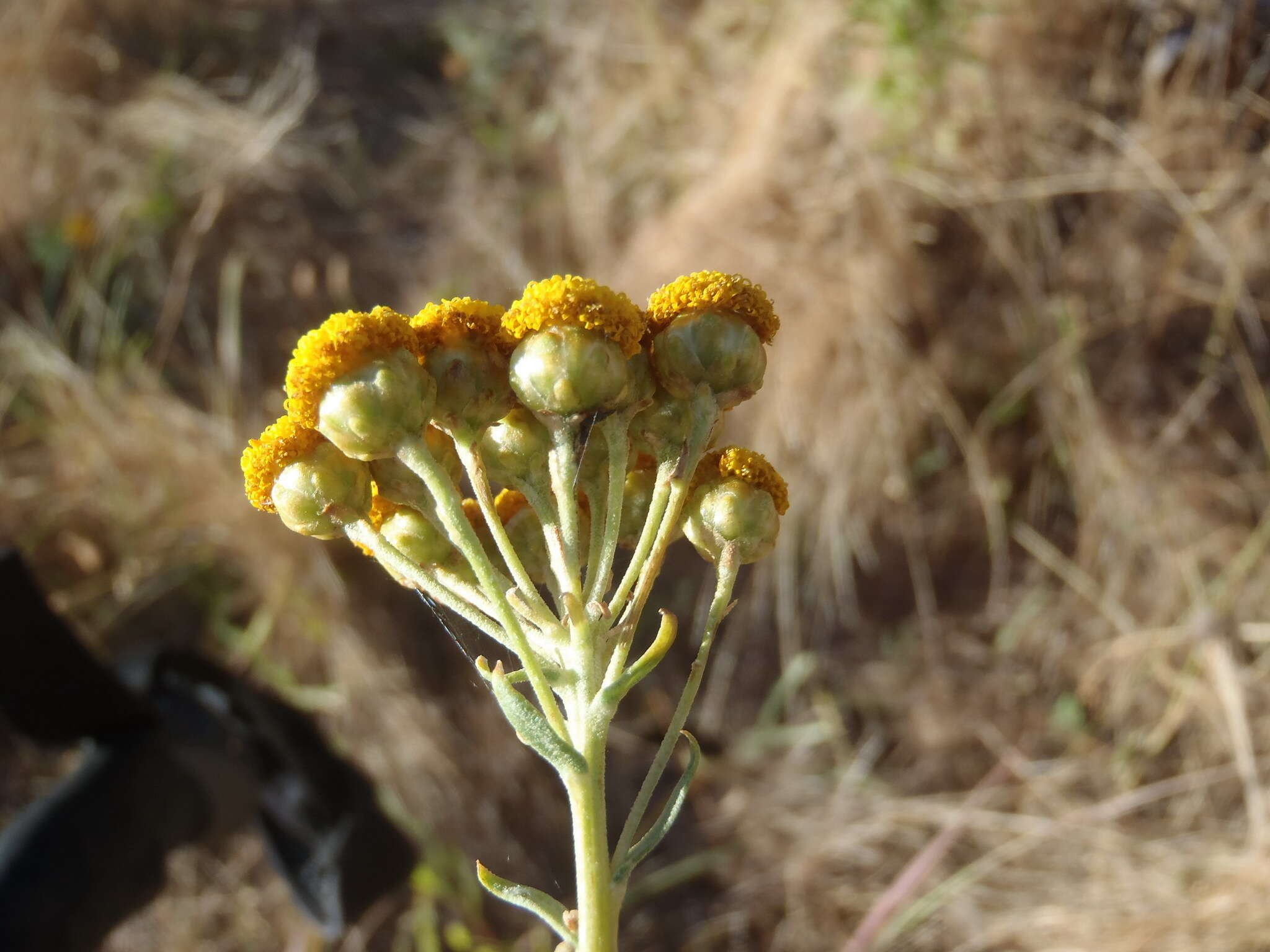 Image of Athanasia trifurcata (L.) L.