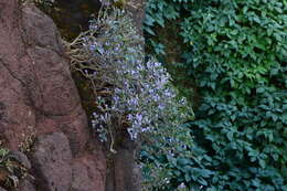 Strobilanthes scrobiculatus Dalz. ex C. B. Cl. resmi