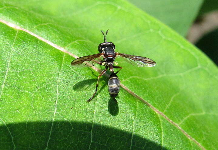 Physocephala marginata (Say 1823)的圖片