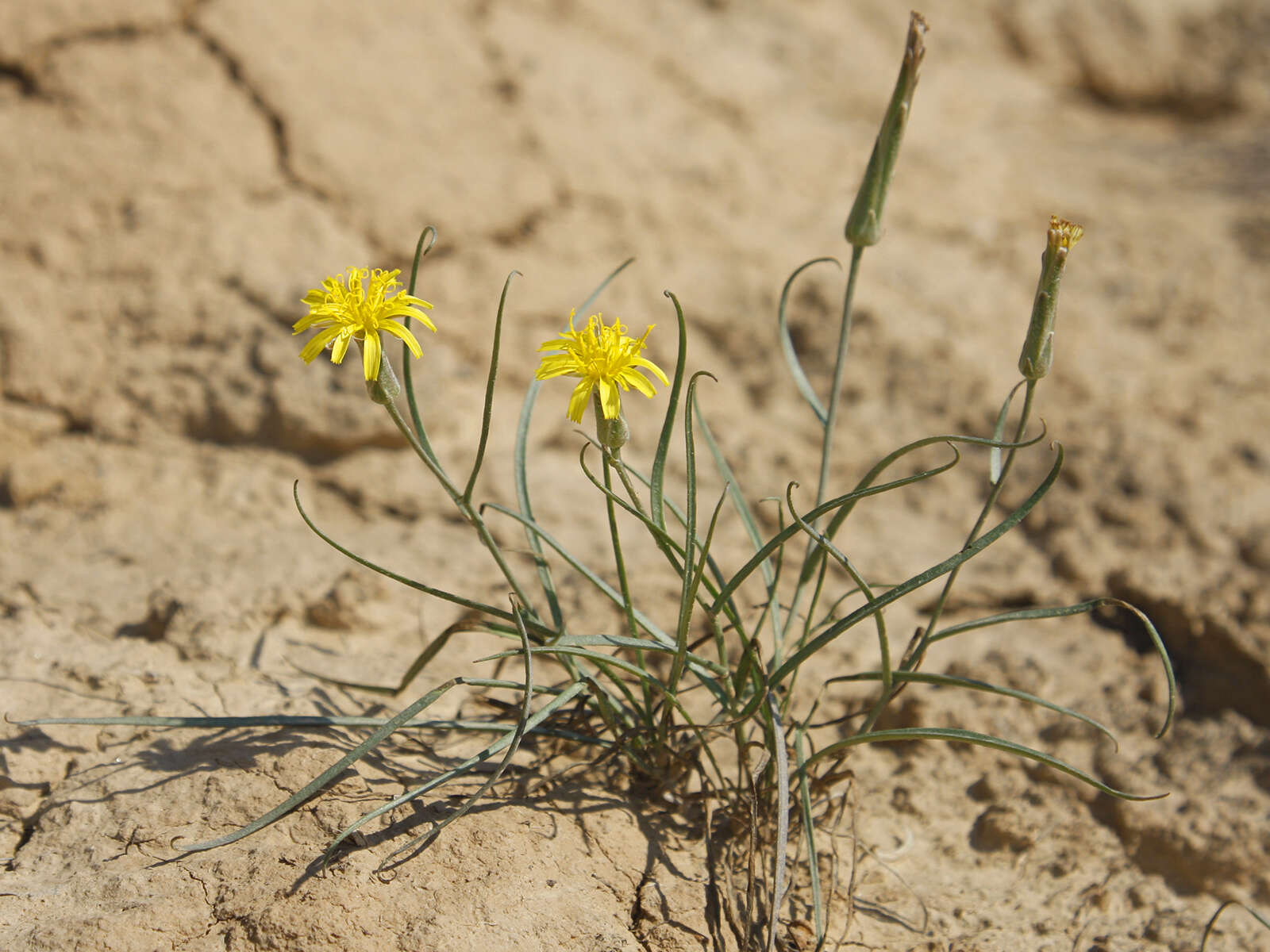 Image of Takhtajaniantha pusilla (Pall.) É. A. Nazarova