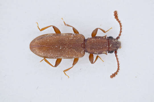 Image of Flat bark beetle