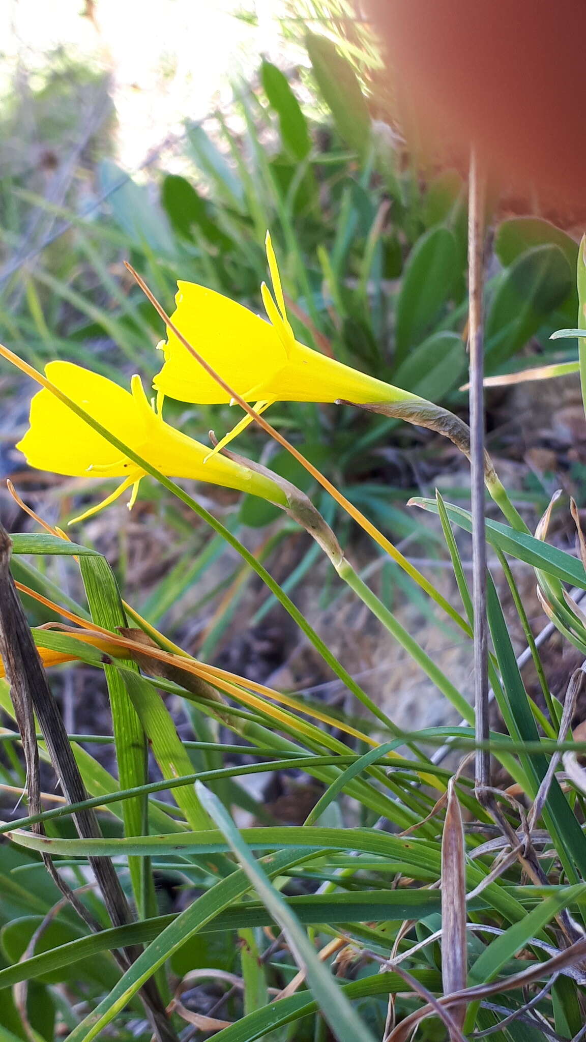 Narcissus bulbocodium subsp. obesus (Salisb.) Maire的圖片