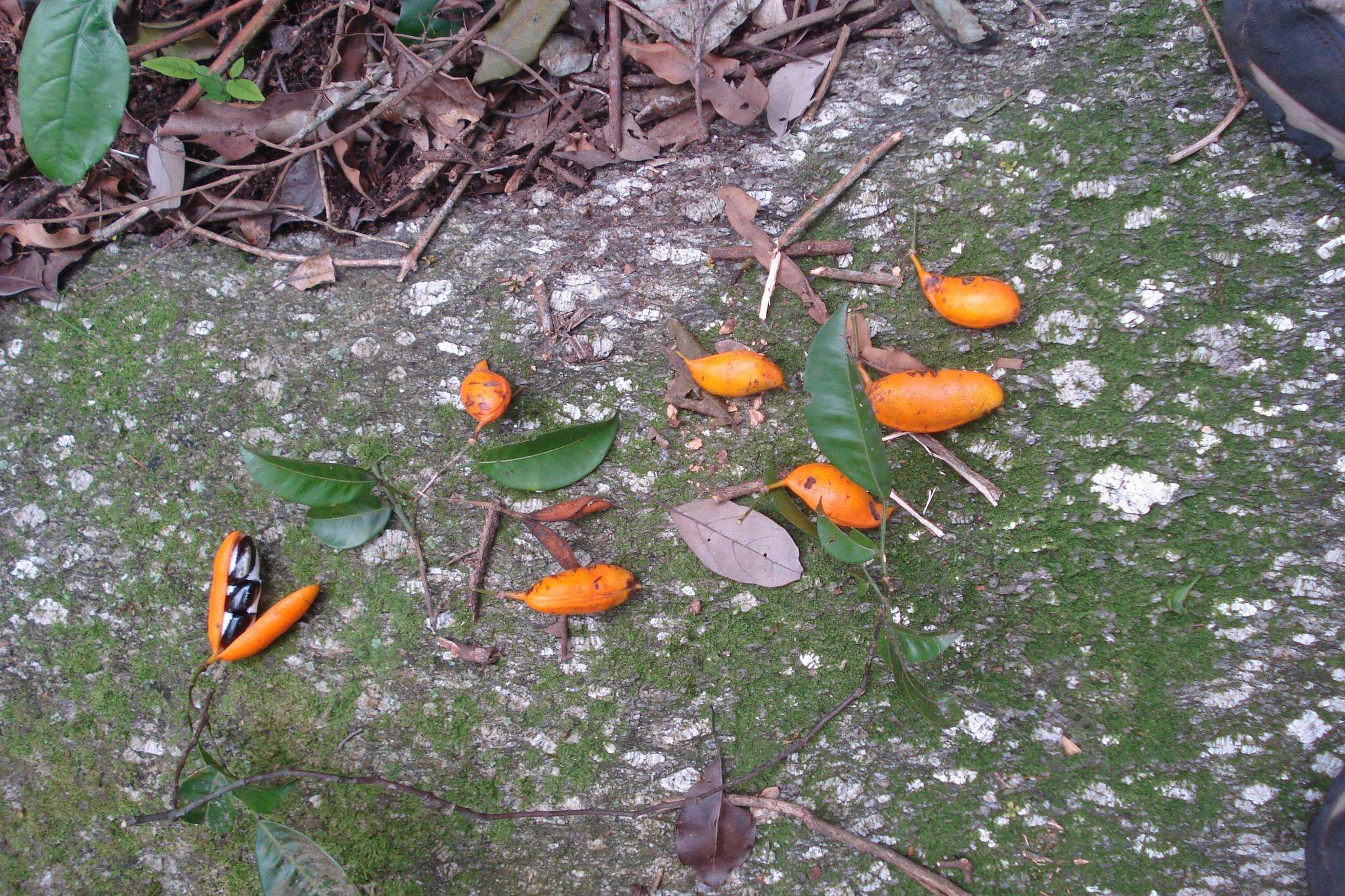 Swartzia simplex var. grandiflora (Raddi) Cowan的圖片