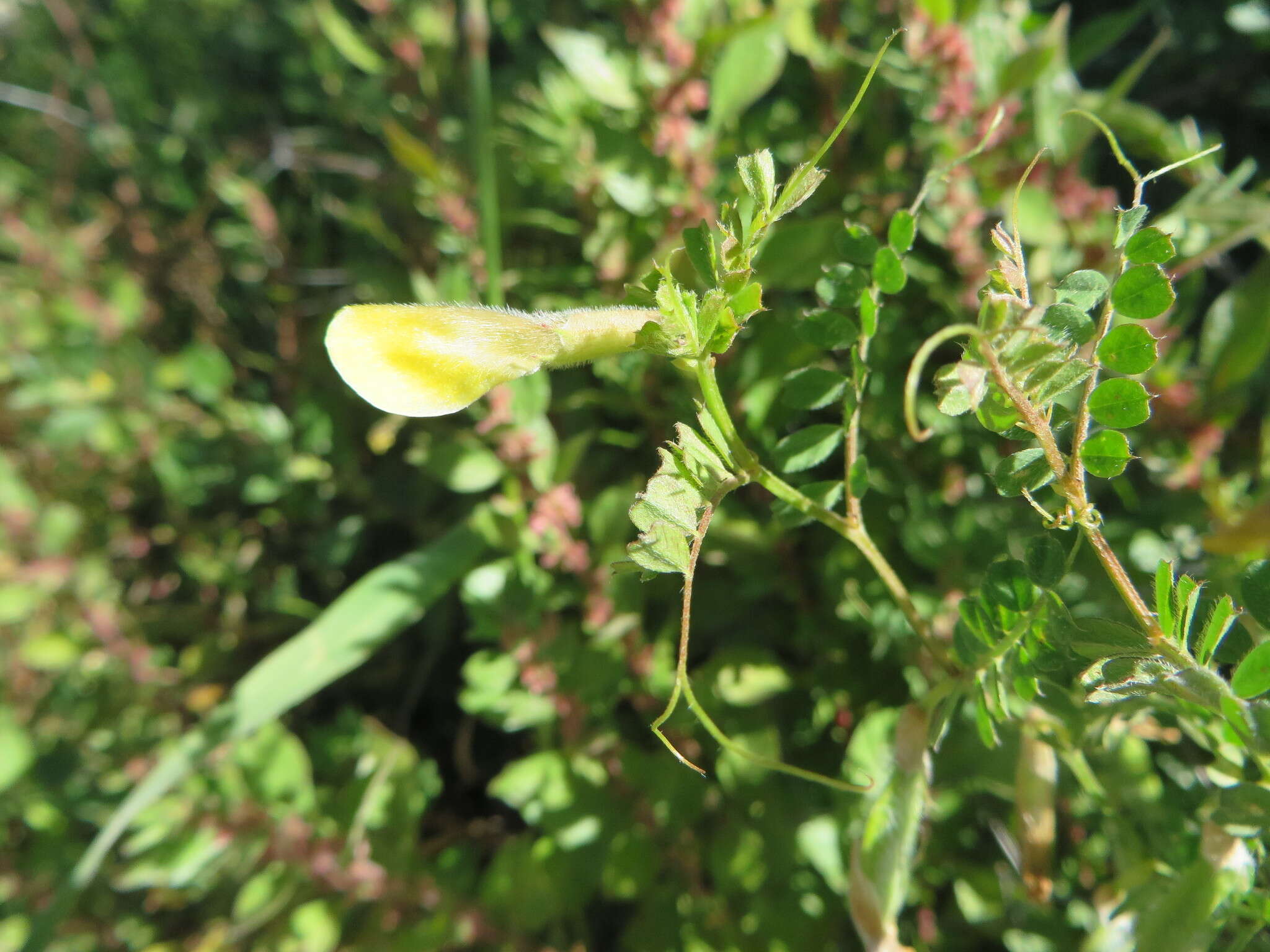 Sivun Vicia hybrida L. kuva