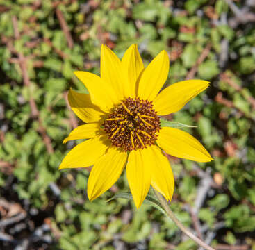 Image of Serpentine Sunflower