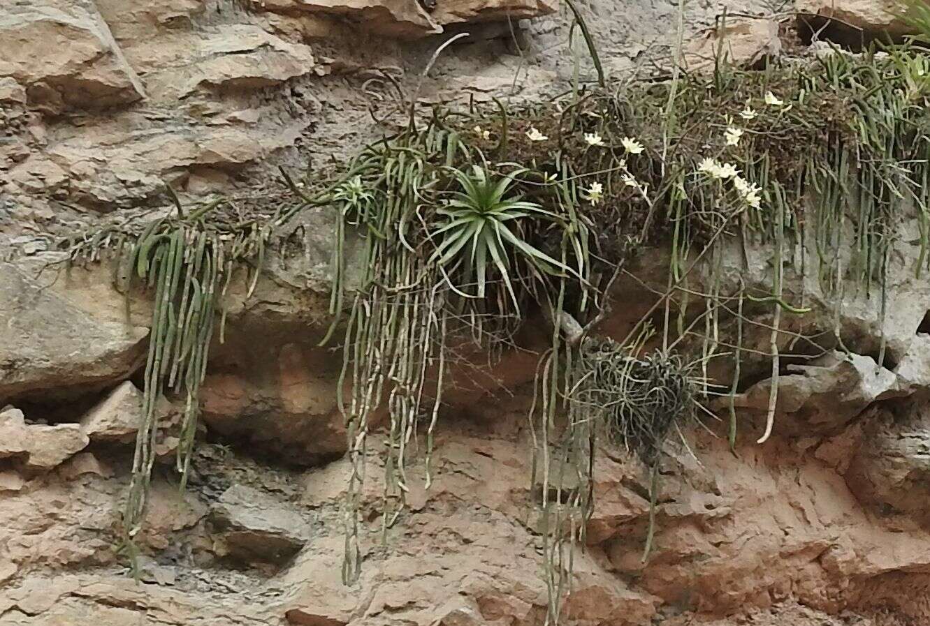 Image of Cleistocactus samaipatanus (Cárdenas) D. R. Hunt