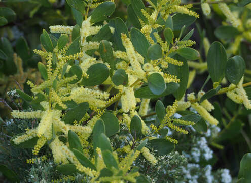 Imagem de Acacia longifolia subsp. sophorae (Labill.) Court