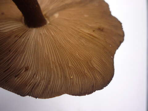 Image of Pluteus concentricus E. Horak 2008