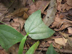 Imagem de Passiflora candollei Triana & Planchon