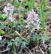 Image de Corydalis tarkiensis Prokh.