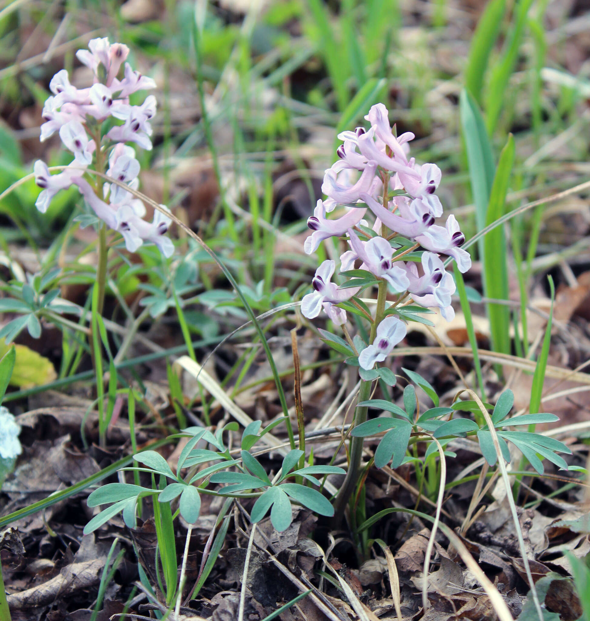 Image de Corydalis tarkiensis Prokh.