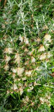 Image of Coast Daisy-bush