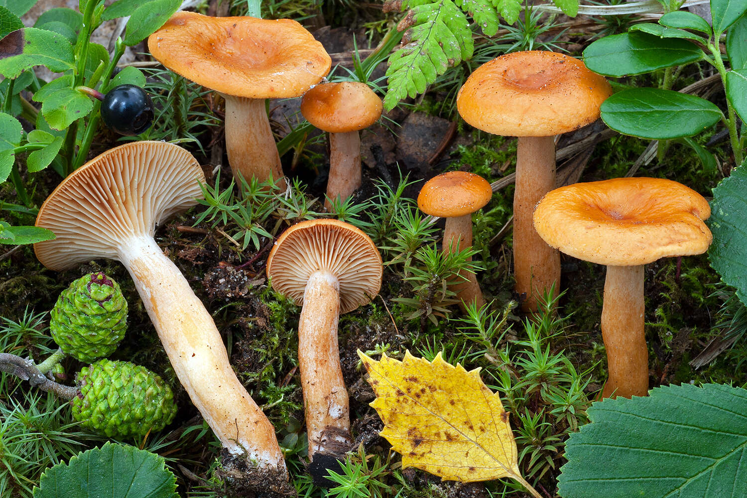 صورة Lactarius lapponicus Harmaja 1976