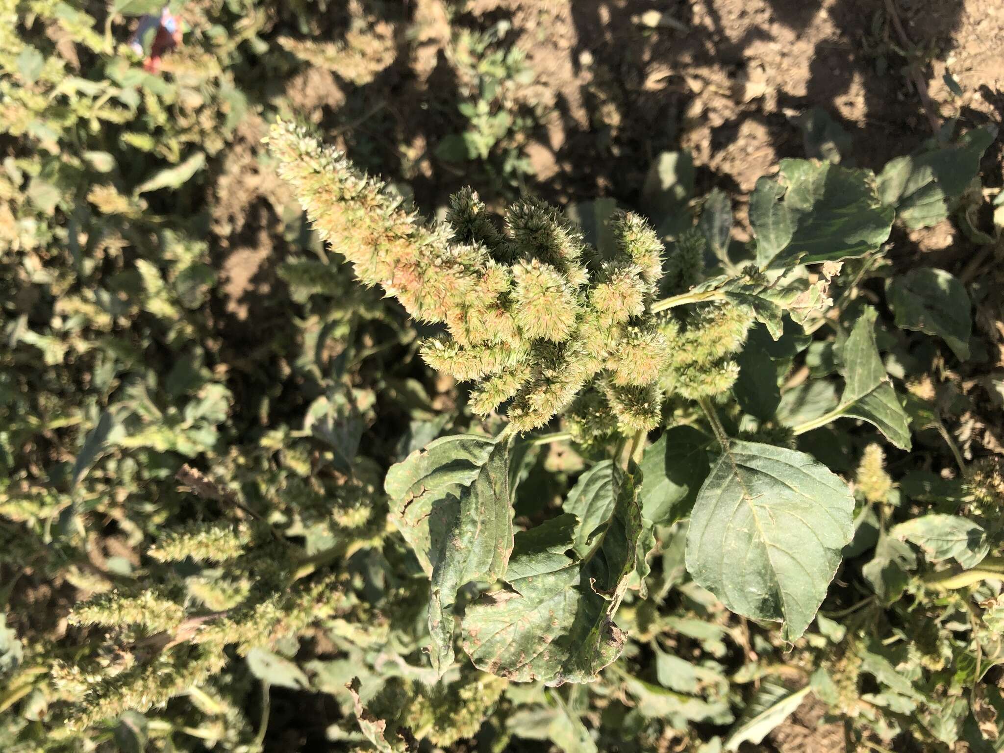 Image of Amaranthus retroflexus subsp. retroflexus