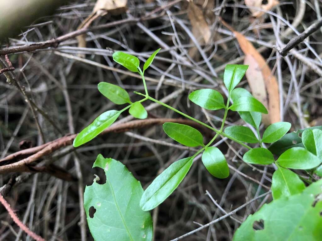 صورة Jasminum didymum subsp. racemosum (F. Muell.) P. S. Green