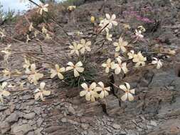 Dianthus caespitosus Thunb.的圖片