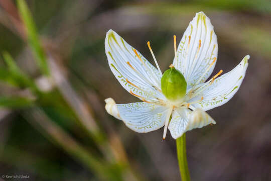 Image of largeleaf grass of Parnassus