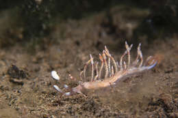 Image of Samla riwo (Gosliner & Willan 1991)