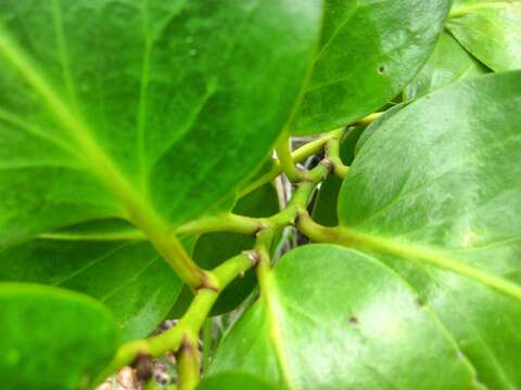 Image of Griselinia lucida (J. R. Forst. & G. Forst.) G. Forst.