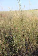 Image of Polygonum argyrocoleum Steud. ex G. Kunze