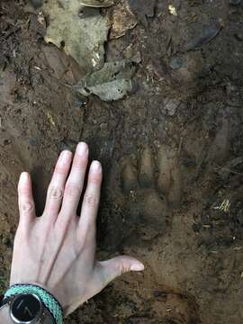 Image of Javan leopard