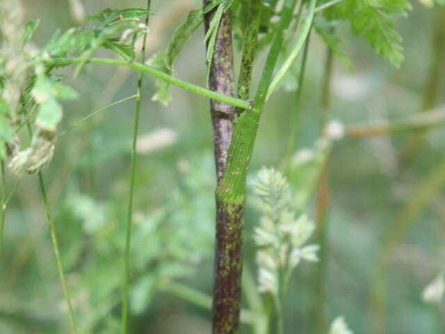 Image of poison hemlock