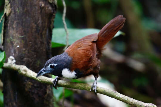 Image of White-bibbed Babbler