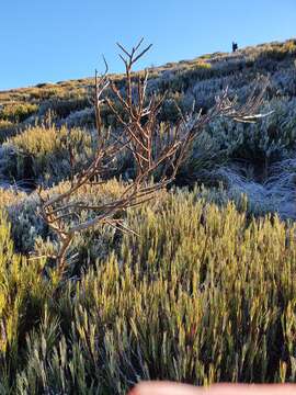 Image de Carmichaelia crassicaulis subsp. crassicaulis