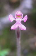 Image of Little pink fan orchid