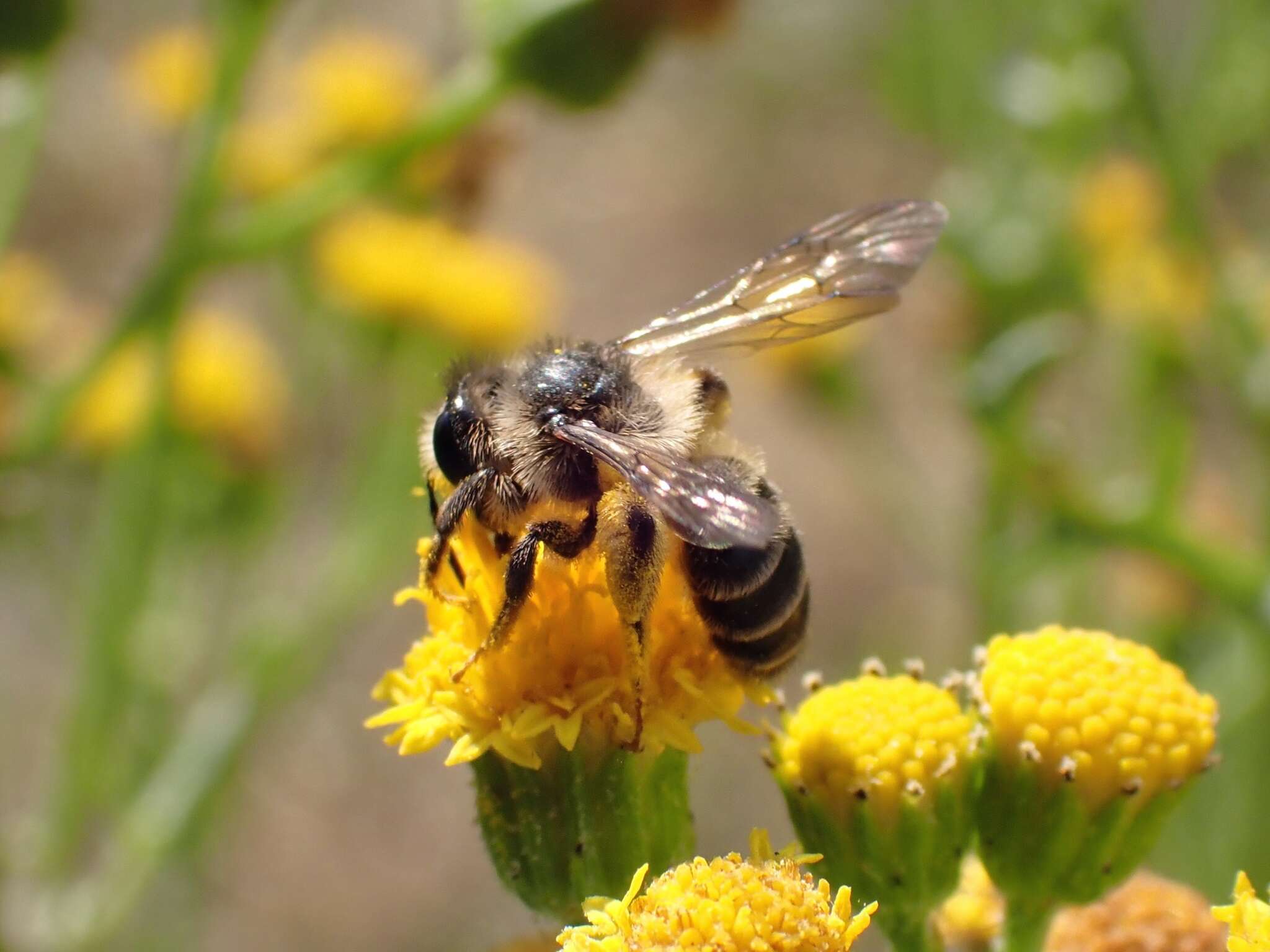 Image of Andrena denticulata (Kirby 1802)