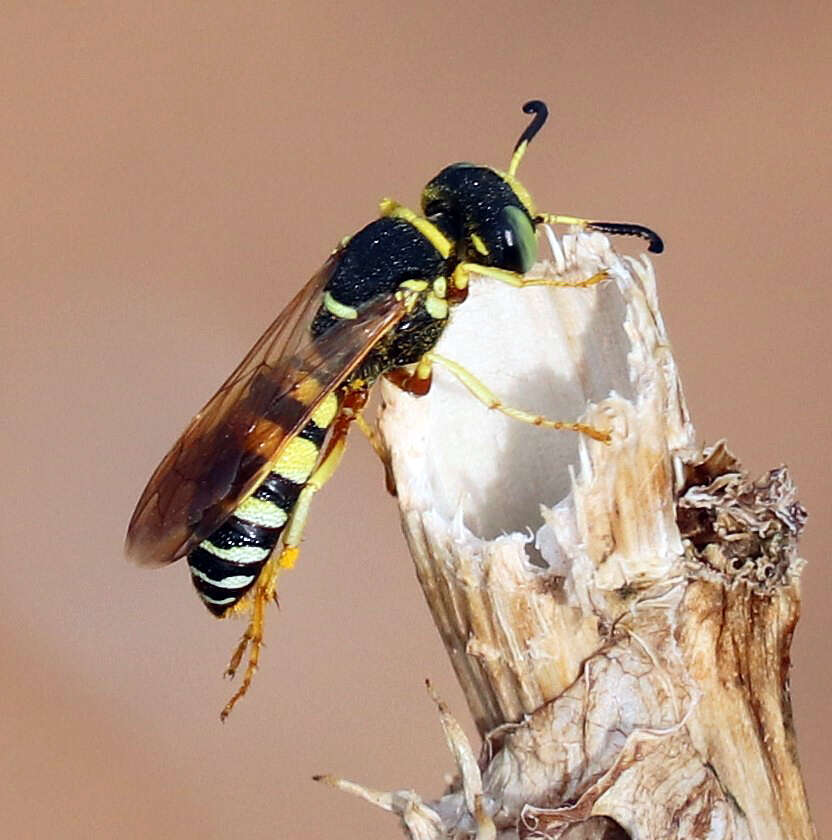 Imagem de Philanthus ventilabris Fabricius 1798