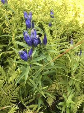 Imagem de Gentiana linearis Froel.