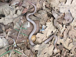 Image of Sharp-tailed Snake