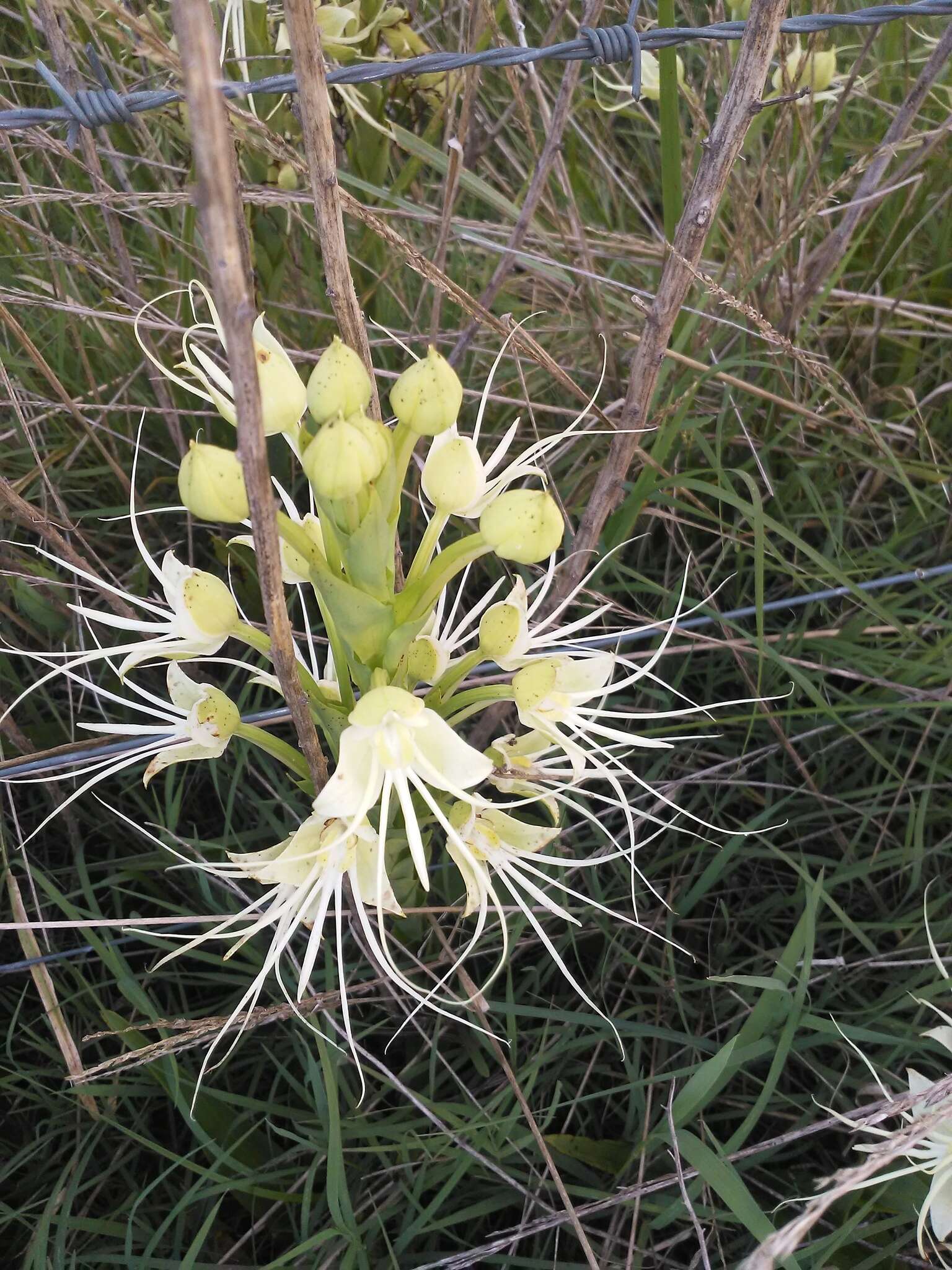 Image of Habenaria gourlieana Gillies ex Lindl.