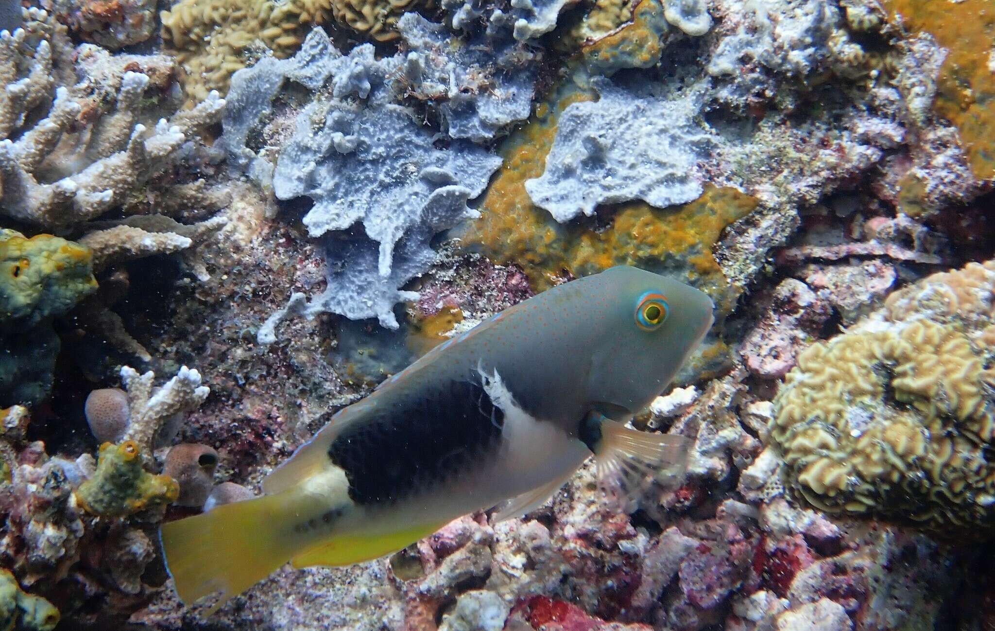 Image of Anchor trunkfish