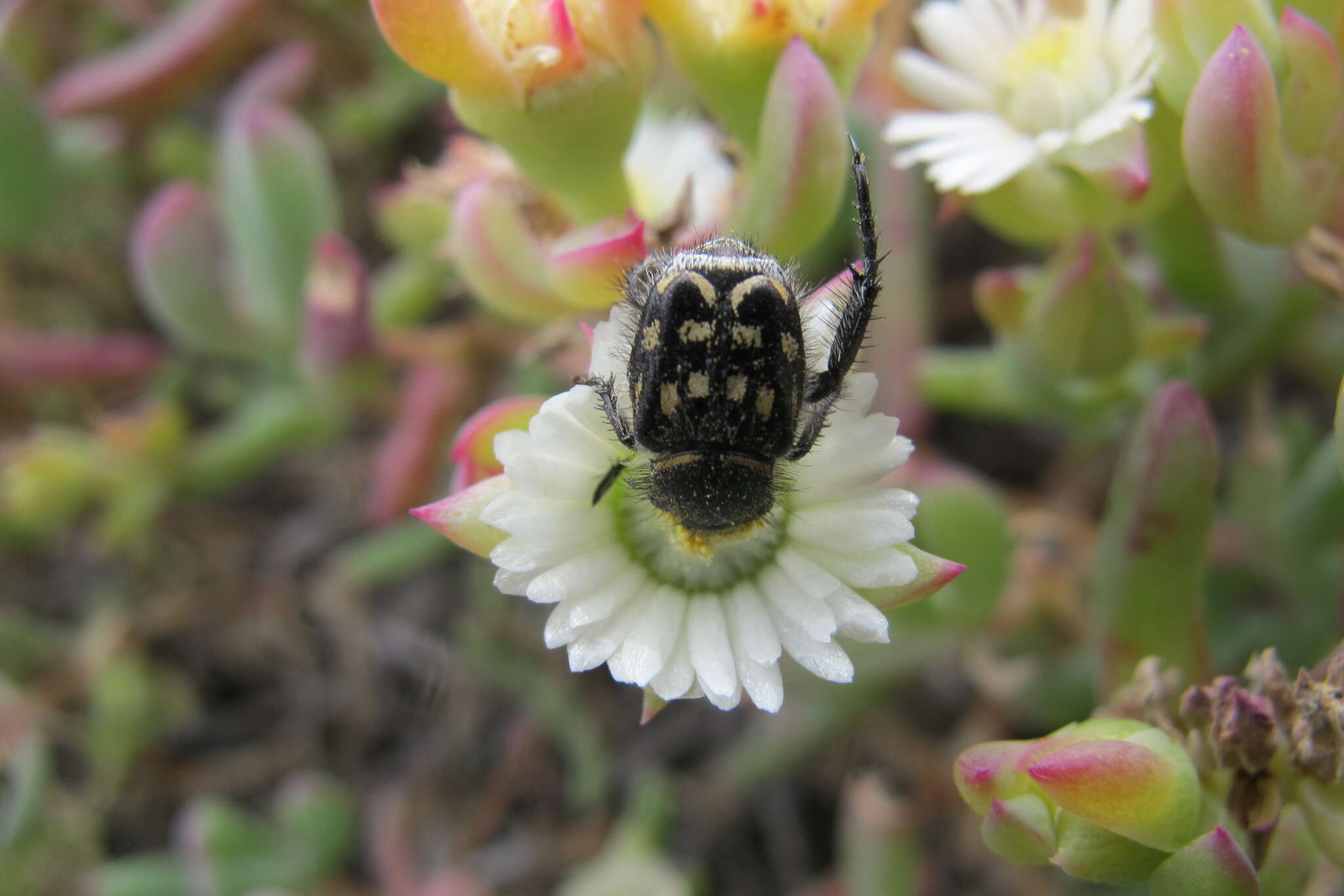 صورة Oscularia comptonii (L. Bol.) H. E. K. Hartm.