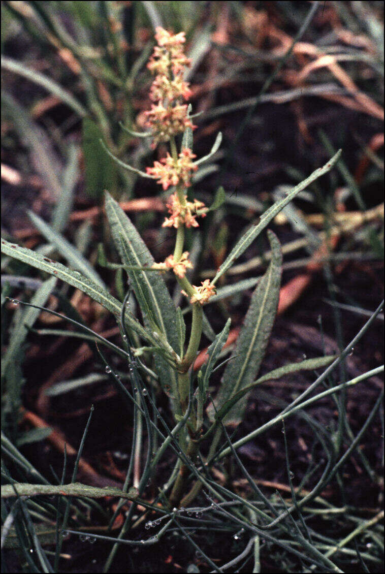 Imagem de Rumex bidens R. Br.