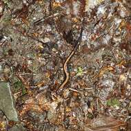 Image of Shenandoah Salamander